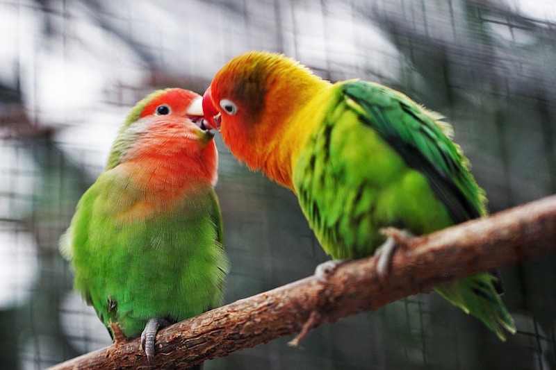 Image du modèle de rétrospective La rétrospective KISS sur la communauté Neatroverse