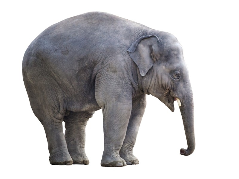 Image du modèle de rétrospective L'éléphant dans la pièce sur la communauté Neatroverse