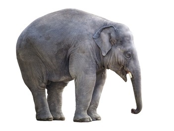 Image du modèle de rétrospective Elephant in the Room sur la communauté Neatroverse