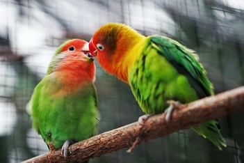 Image du modèle de rétrospective La rétrospective KISS sur la communauté Neatroverse