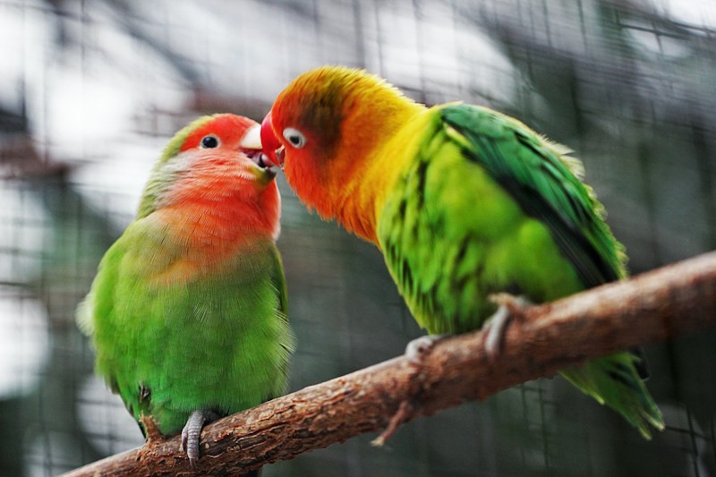Image du modèle de rétrospective La rétrospective KISS sur la communauté Neatroverse