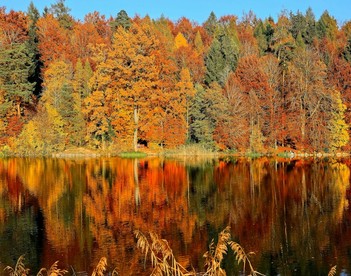 Image du modèle de rétrospective L'arbre de l'automne sur la communauté Neatroverse