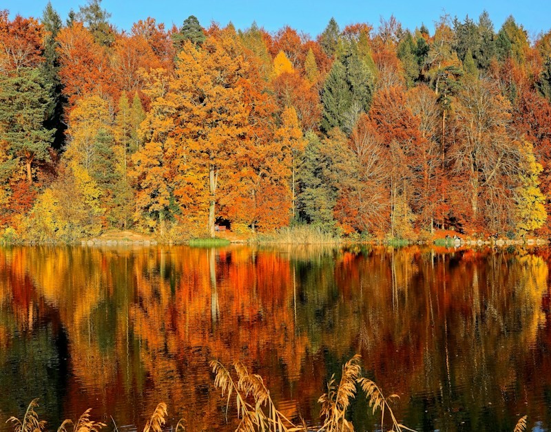 Image du modèle de rétrospective L'arbre de l'automne sur la communauté Neatroverse